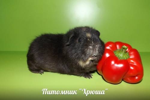 Морская свинка американский тедди,самец с родословной