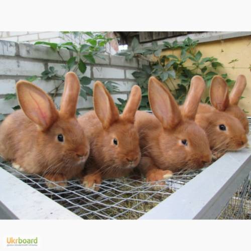 продам кроликов разных пород