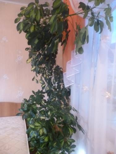 Продам комнатные цветы (шефлера)