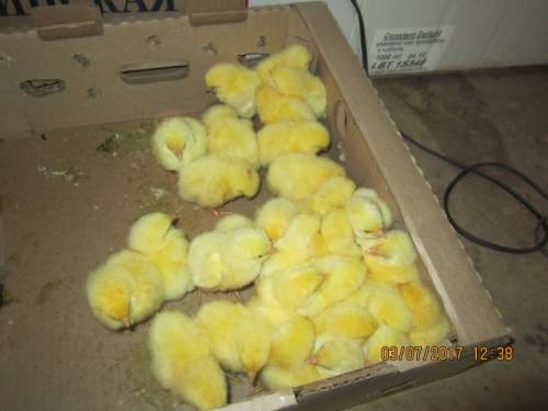 Продам цыплят бройлеров.