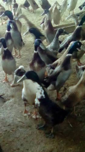  продам уток индийский бегунок 