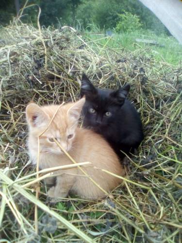 Котята в добрые руки
