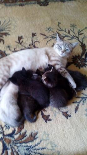 Котята в добрые руки 