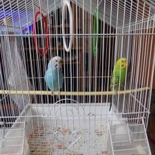 Продам двух попугаев (самка и самец) попугаев
