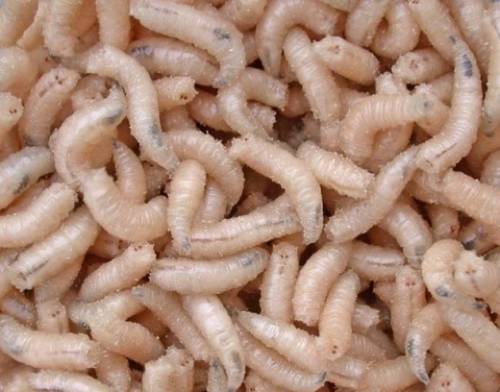 Продам Опарыш оптом
