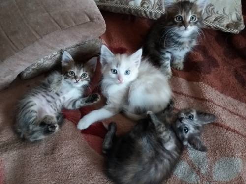 Котята в добрые руки