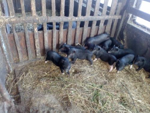 Продам вьетнамских поросят,один месяц