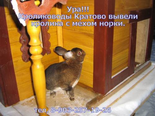 кролики порда рекс